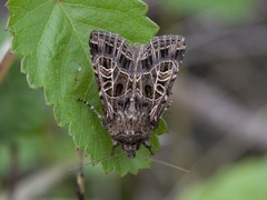 Nettnellikfly (Sideridis reticulata)