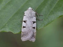 Grått kilefly (Eugnorisma glareosa)