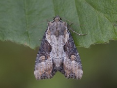 Sumpengfly (Lateroligia ophiogramma)