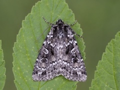 Grått taigafly (Xestia speciosa)