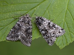 Grått taigafly (Xestia speciosa)