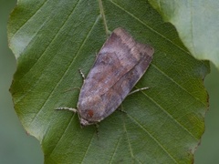 Fiolett båndfly (Noctua janthe)