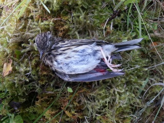 Trepiplerke (Anthus trivialis)