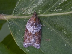 Buskflatvikler (Acleris laterana)