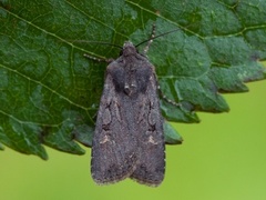 Svart jordfly (Euxoa nigricans)