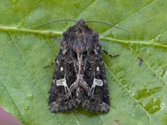 Svart sumpfly (Celaena haworthii)