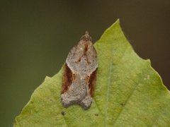 Buskflatvikler (Acleris laterana)