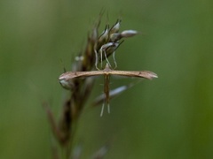 Rødknappfjærmøll (Stenoptilia bipunctidactyla)