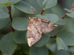 Blåbærmåler (Eulithis populata)