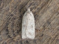 Agonopterix nervosa