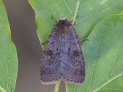 Augustteglfly (Diarsia dahlii)