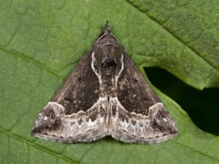 Blåbærnebbfly (Hypena crassalis)