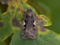 C-tegnet bakkefly (Xestia c-nigrum)