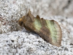 Større båndmetallfly (Diachrysia chrysitis)