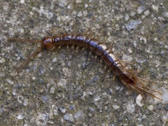 Storsteinkryper (Lithobius forficatus)