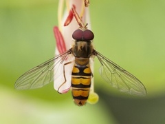 Dobbeltbåndet blomsterflue (Episyrphus balteatus)