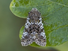 Flekkfly (Crypsedra gemmea)