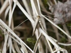 Nematopogon swammerdamella