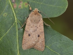 Rettlinjet høstfly (Agrochola macilenta)