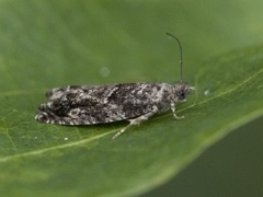 Epinotia cinereana/nisella