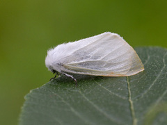 Seljebørstespinner (Leucoma salicis)