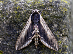 Ligustersvermer (Sphinx ligustri)