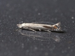 Slyngminérmøll (Lyonetia clerkella)