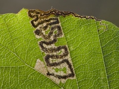 Stigmella tityrella