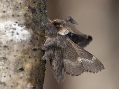 Høstspinner (Poecilocampa populi)