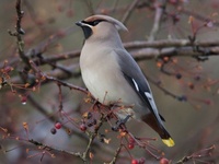 Sidensvans (Bombycilla garrulus)