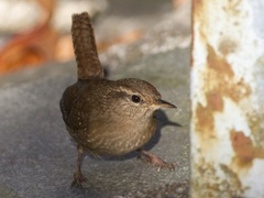 Gjerdesmett (Troglodytes troglodytes)