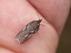 Kystflatvikler (Acleris hyemana)