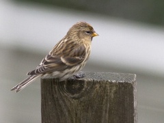 Brunsisik (Carduelis cabaret)