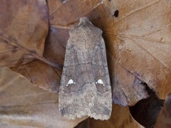 Bølgefly (Eupsilia transversa)