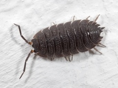 Kjellerskrukketroll (Porcellio scaber)