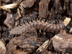 Polydesmus