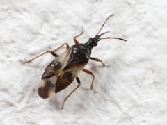 Vanlig nebbtege (Anthocoris nemorum)