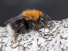 Trehumle (Bombus hypnorum)