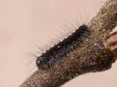 Høstspinner (Poecilocampa populi)