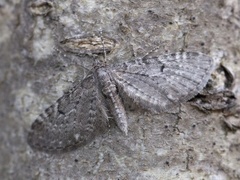 Einerdvergmåler (Eupithecia intricata)