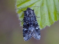 Blåbærfly (Papestra biren)