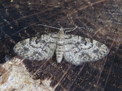 Grandvergmåler (Eupithecia tantillaria)