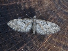 Eikedvergmåler (Eupithecia dodoneata)