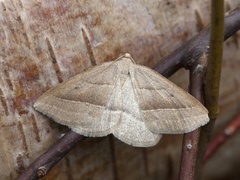 Bregnemåler (Petrophora chlorosata)