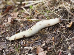 Svartkjølsnegl (Limax cinereoniger)