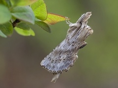 Nebbspinner (Pterostoma palpina)