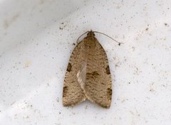 Skogbladvikler (Lozotaenia forsterana)