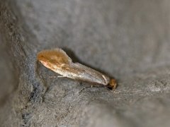 Rødgul reirmøll (Tinea semifulvella)