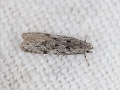 Carpatolechia proximella