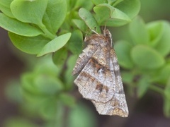 Blek månemåler (Selenia dentaria)